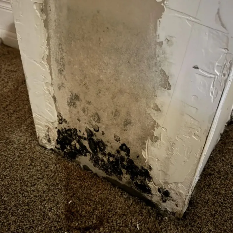 Professional Mold Removal in San Carlos Park, FL